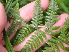 Athyrium filix-femina