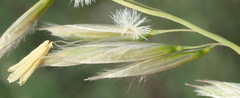 Ehrharta villosa