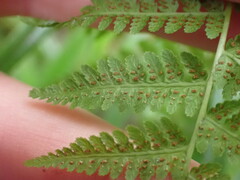 Athyrium filix-femina