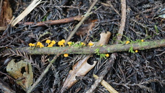 Favolaschia calocera