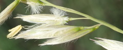 Ehrharta villosa