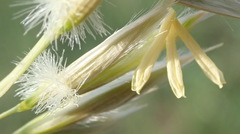 Ehrharta villosa
