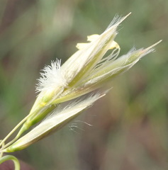 Ehrharta villosa