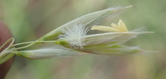 Ehrharta villosa