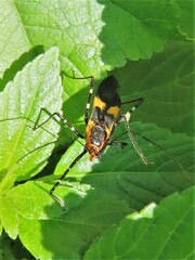 Zelus longipes