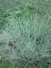 Baccharis articulata