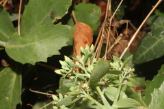 Hylotelephium maximum × spectabile