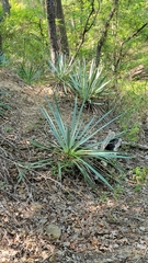 Yucca pallida