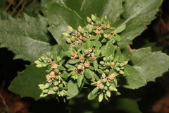 Hylotelephium maximum × spectabile