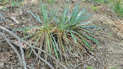 Yucca pallida