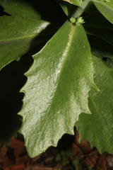 Hylotelephium maximum × spectabile