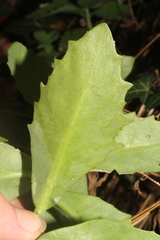 Hylotelephium maximum × spectabile