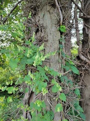Fallopia scandens