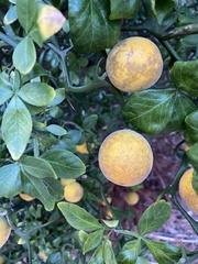 Citrus trifoliata