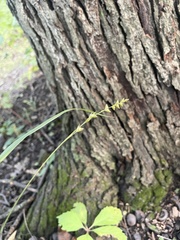 Diarrhena obovata