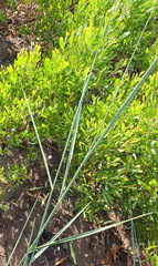 Ehrharta villosa