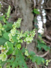 Fallopia scandens