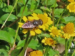 Eristalini