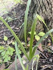 Diarrhena obovata