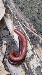 Trigoniulus corallinus