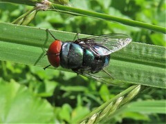 Chrysomya megacephala