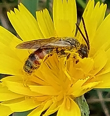 Sphecodogastra