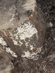 Rigidoporus populinus