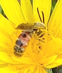 Sphecodogastra