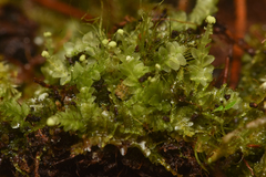 Calypogeia