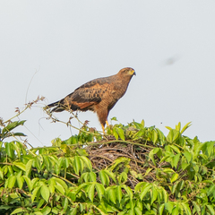 Buteogallus meridionalis