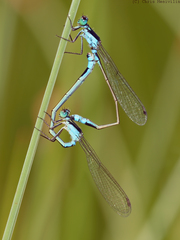 Ischnura heterosticta