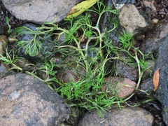 Ranunculus