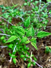 Rubus leucodermis