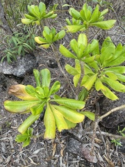 Scaevola taccada