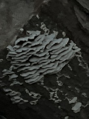 Rigidoporus populinus