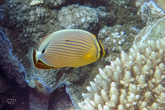 Chaetodon lunulatus