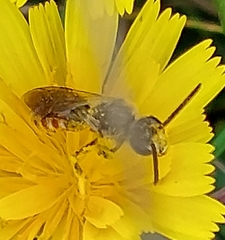Sphecodogastra