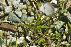 Salicornia pacifica
