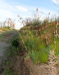 Thamnochortus glaber