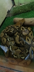 Malayopython