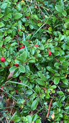 Cotoneaster horizontalis