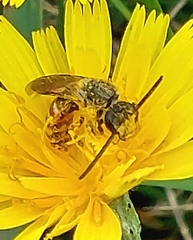 Sphecodogastra
