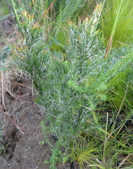 Thamnochortus glaber