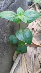 Synedrella nodiflora