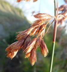 Thamnochortus glaber