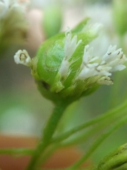 Schizomyia eupatoriflorae