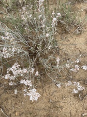 Eriogonum
