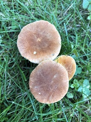 Gyroporus castaneus