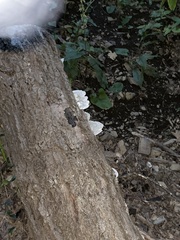 Kretzschmaria deusta