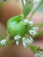 Schizomyia eupatoriflorae